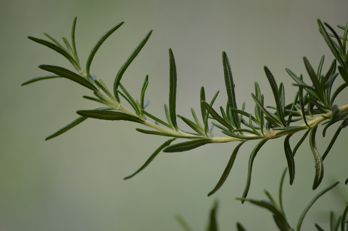 Historia de las infusiones naturales